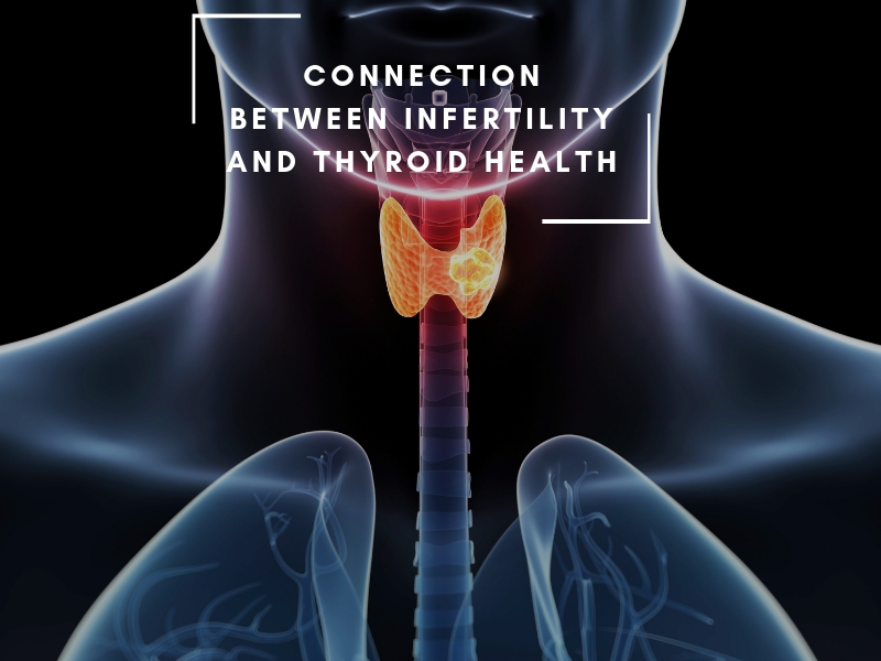 Connection Between Infertility and Thyroid Health